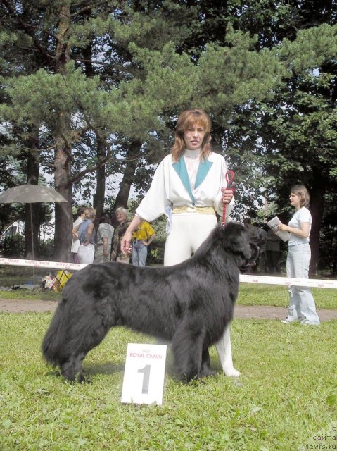 Фото: ньюфаундленд Vivat Vialiki Miadzvedz (Виват Вялiкi Мядзведзь)