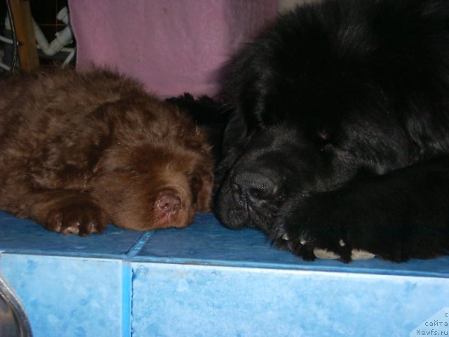 Фото: ньюфаундленд Ais Cream Ambassador, ньюфаундленд Vivat Vialiki Miadzvedz (Виват Вялiкi Мядзведзь)