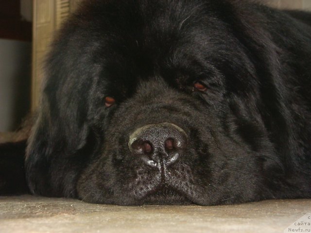 Фото: ньюфаундленд Vivat Vialiki Miadzvedz (Виват Вялiкi Мядзведзь)