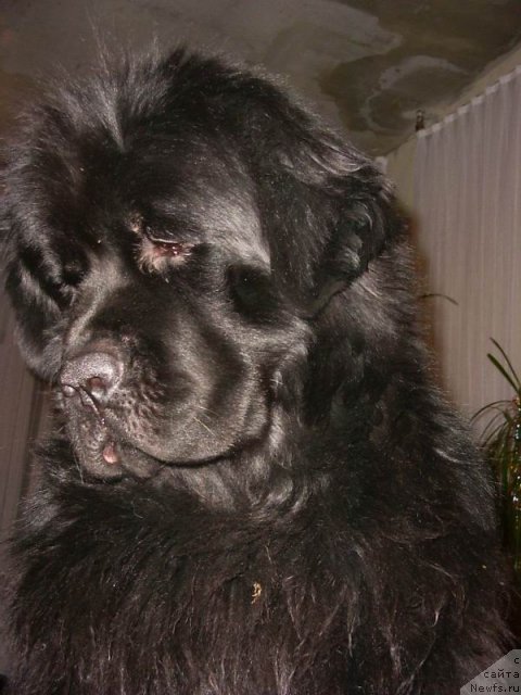 Фото: ньюфаундленд Vivat Vialiki Miadzvedz (Виват Вялiкi Мядзведзь)