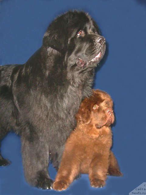 Фото: ньюфаундленд Vivat Vialiki Miadzvedz (Виват Вялiкi Мядзведзь), ньюфаундленд Ais Cream Ambassador