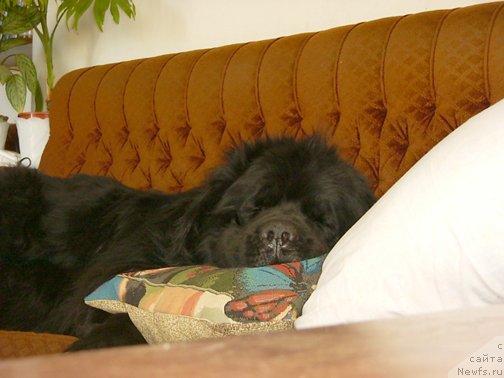 Фото: ньюфаундленд Vivat Vialiki Miadzvedz (Виват Вялiкi Мядзведзь)