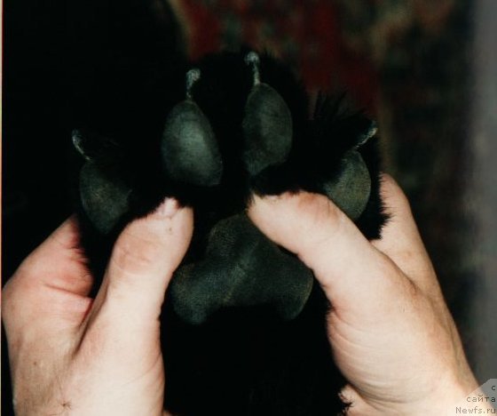 Фото: ньюфаундленд Vivat Vialiki Miadzvedz (Виват Вялiкi Мядзведзь)