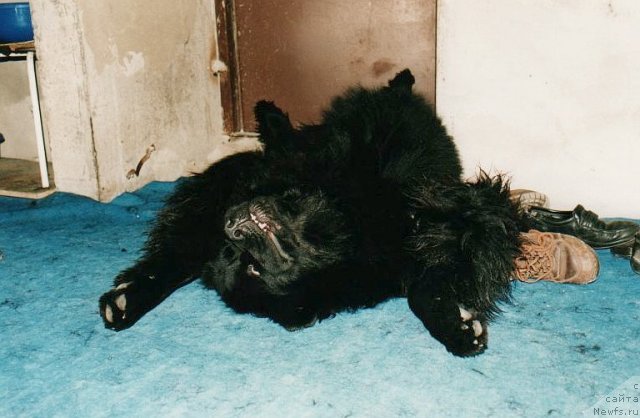 Фото: ньюфаундленд Vivat Vialiki Miadzvedz (Виват Вялiкi Мядзведзь)