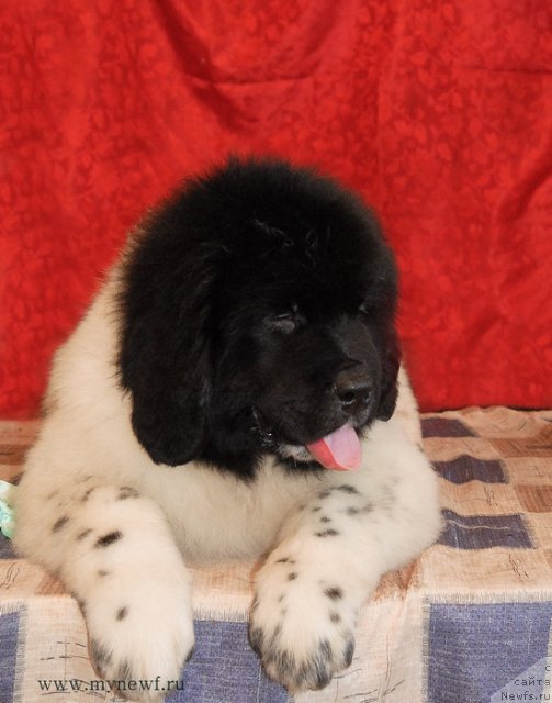 Фото: ньюфаундленд Sent Djons Valiant Knight (Сент Джонс Валиант Кнайт)