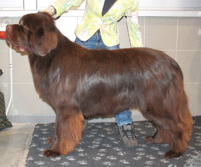 Фото: ньюфаундленд Aquatoriya Kelvin Royal Teddy Bear (Акватория Келвин Ройал Тедди Беар)