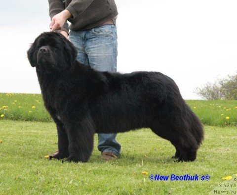 Фото: ньюфаундленд New Beothuks Colour Inside