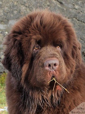 Фото: ньюфаундленд Evanpark Dexter via Newgraden