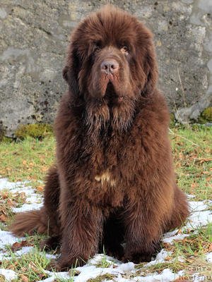 Фото: ньюфаундленд Evanpark Dexter via Newgraden