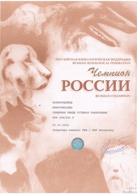 Фото: ньюфаундленд Plushevaya Panda Ustinja Savelevna (Плюшевая Панда Устинья Савельевна)