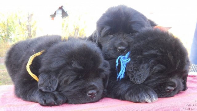 Фотография № 113270