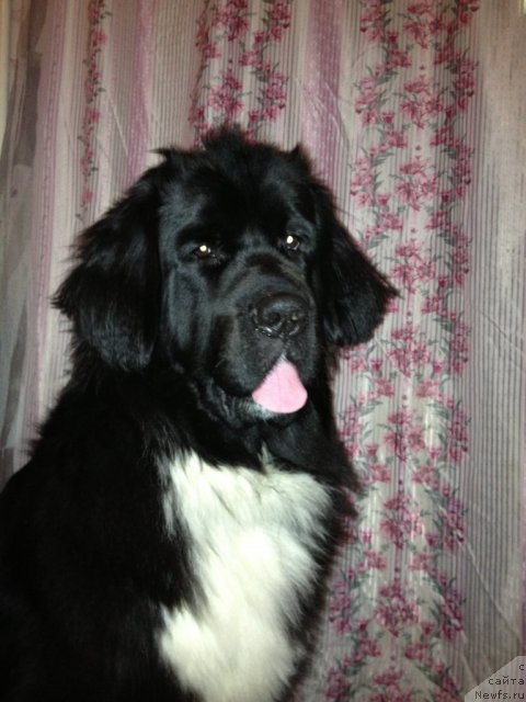 Фото: ньюфаундленд Ovaciya Bravo Bis (Овация Браво Бис)