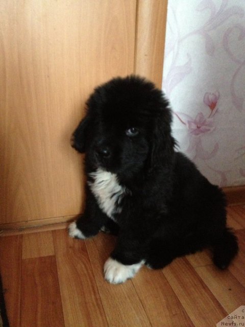 Фото: ньюфаундленд Stardi Kollekshn Baloven' (Старди Коллекшн Баловень)