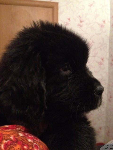 Фото: ньюфаундленд Stardi Kollekshn Baloven' (Старди Коллекшн Баловень)