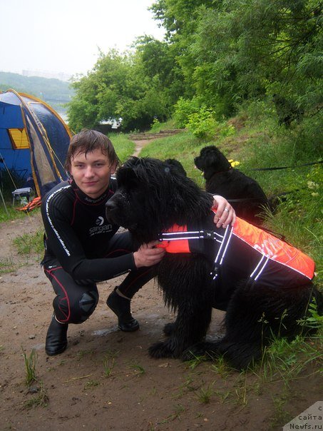 Фото: ньюфаундленд Sent Djons Hyeppi Gou Lakki (Сент Джонс Хэппи Гоу Лакки)