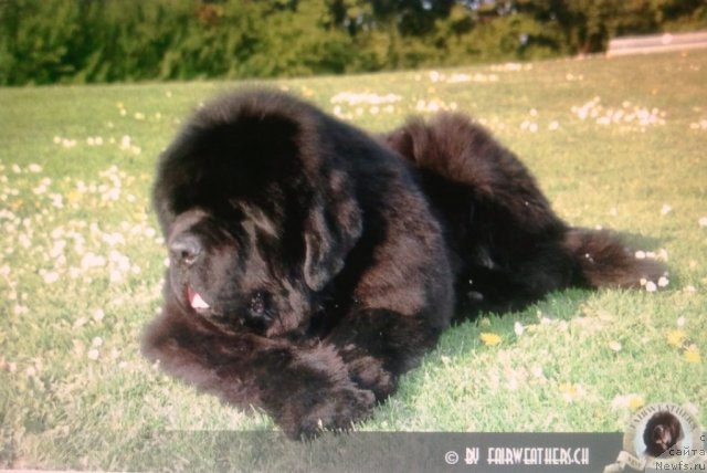 Фото: ньюфаундленд Fairweathers A Great Pretender