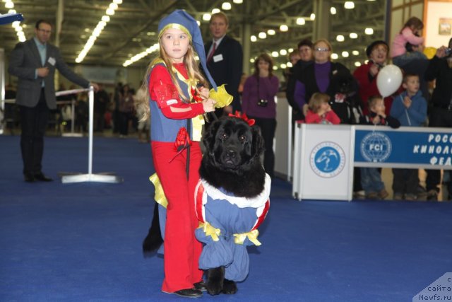 Фото: ньюфаундленд Donats Prayd Byet Midler (Донатс Прайд Бэт Мидлер)