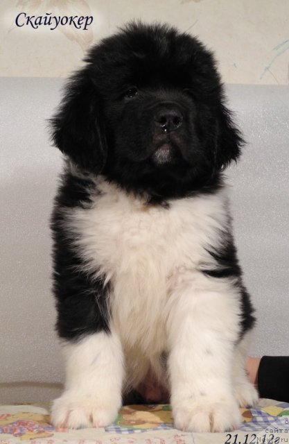 Фото: ньюфаундленд Skayuoker YEnakin Djeday (Скайуокер Энакин Джедай)