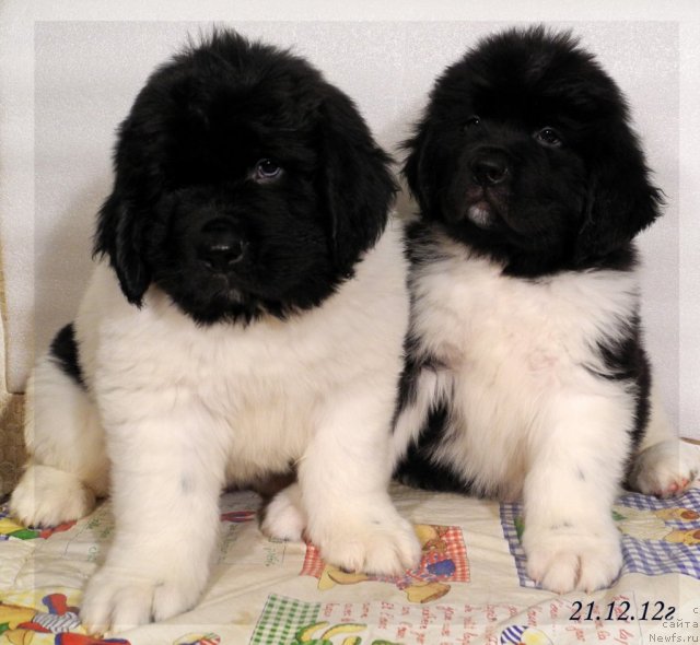 Фото: ньюфаундленд Santa De La Moris (Санта Де Ла Морис), и, ньюфаундленд Skayuoker YEnakin Djeday (Скайуокер Энакин Джедай)