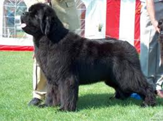 Фотография № 113310