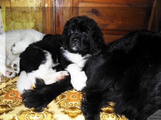 Фото: ньюфаундленд Skayuoker YEnakin Djeday (Скайуокер Энакин Джедай)