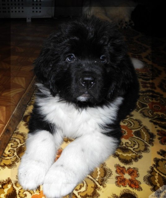 Фото: ньюфаундленд Skayuoker YEnakin Djeday (Скайуокер Энакин Джедай)