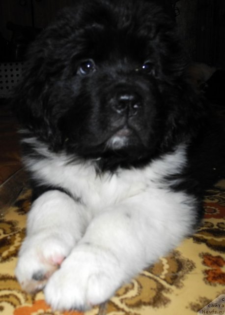 Фото: ньюфаундленд Skayuoker YEnakin Djeday (Скайуокер Энакин Джедай)