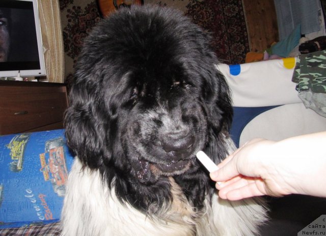 Фото: ньюфаундленд Super Bizon Ekaterinburg (Супер Бизон Екатеринбург)