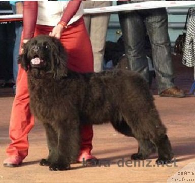 Фото: ньюфаундленд Kolumbiya Kara Deniz (Колумбия Кара Дениз)