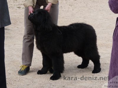 Фото: ньюфаундленд Kolumbiya Kara Deniz (Колумбия Кара Дениз)