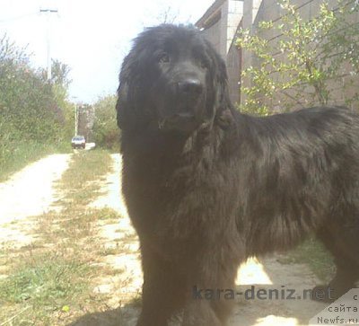 Фото: ньюфаундленд Barbara Kara Deniz (Барбара Кара Дениз)