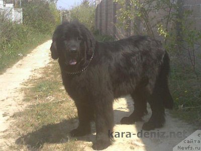 Фото: ньюфаундленд Barbara Kara Deniz (Барбара Кара Дениз)