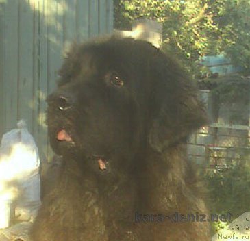 Фото: ньюфаундленд Kayra Frihay Big Blyek Fut (Кайра Фрихай Биг Блэк Фут)