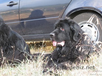 Фото: ньюфаундленд Kayra Frihay Big Blyek Fut (Кайра Фрихай Биг Блэк Фут)