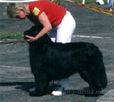 Фото: ньюфаундленд Sharon (Шарон)