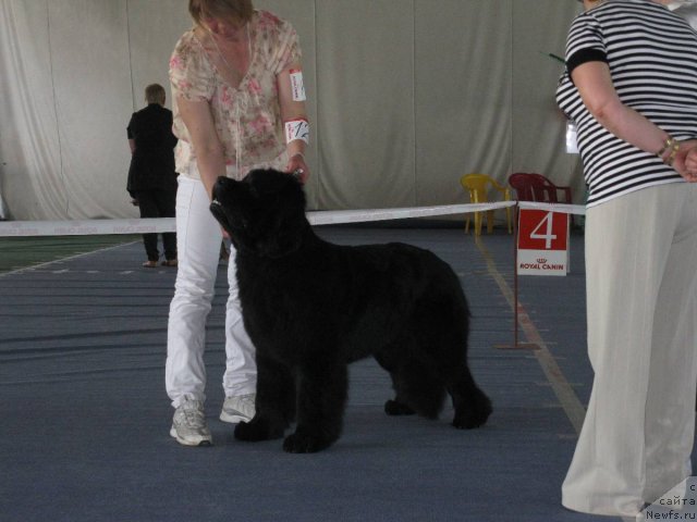 Фото: ньюфаундленд Kaliforniya Kara Deniz (Калифорния Кара Дениз)