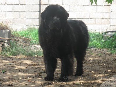 Фото: ньюфаундленд Zolotko Mishel Kara Deniz (Золотко Мишель Кара Дениз)