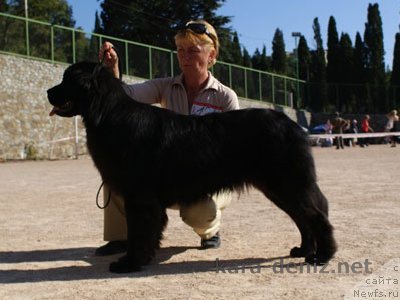 Фото: ньюфаундленд Zolotko Mishel Kara Deniz (Золотко Мишель Кара Дениз)