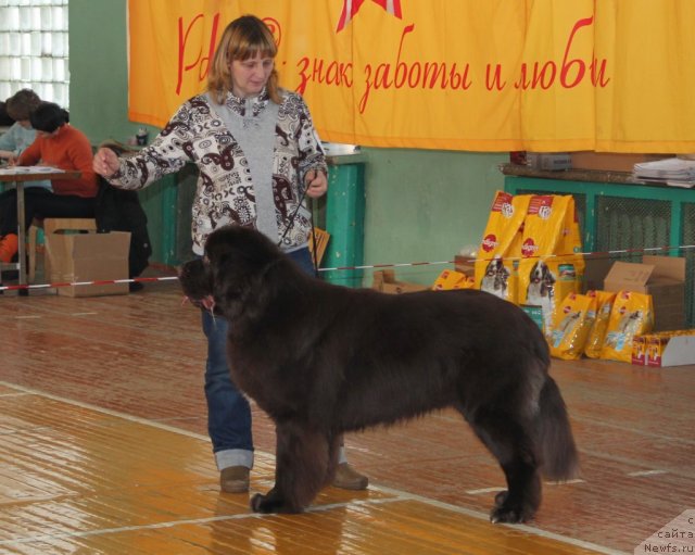 Фото: ньюфаундленд Obush SHed YAntarnyiy Poceluy (Обуш Шед Янтарный Поцелуй)