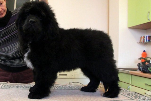 Фотография № 113336