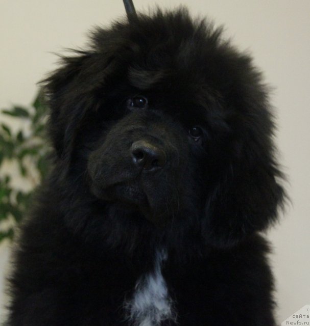 Фотография № 113340