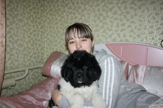 Фото: ньюфаундленд Sasha Gabriyel' Torres (Саша Габриэль Торрес)