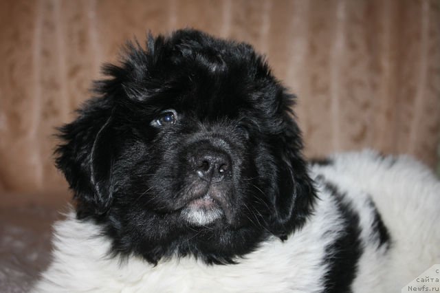 Фото: ньюфаундленд Sasha Gabriyel' Torres (Саша Габриэль Торрес)