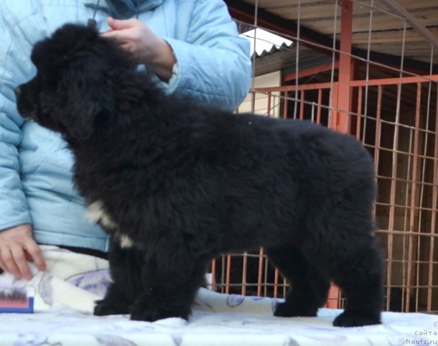 Фото: Щенки п-ка 