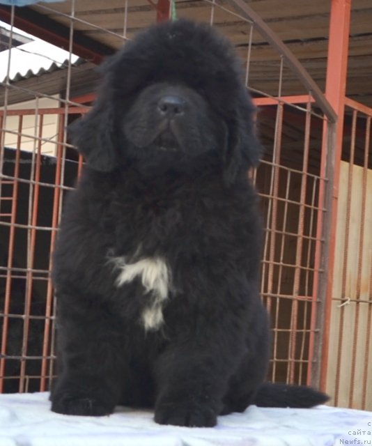 Фото: Щенки п-ка 