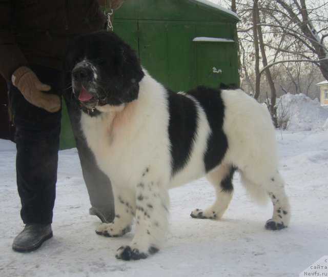 Фото: ньюфаундленд Black Diamond Agidel ot Potapa Triumf (Блэк Диамонд Агидель от Потапа Триумф)