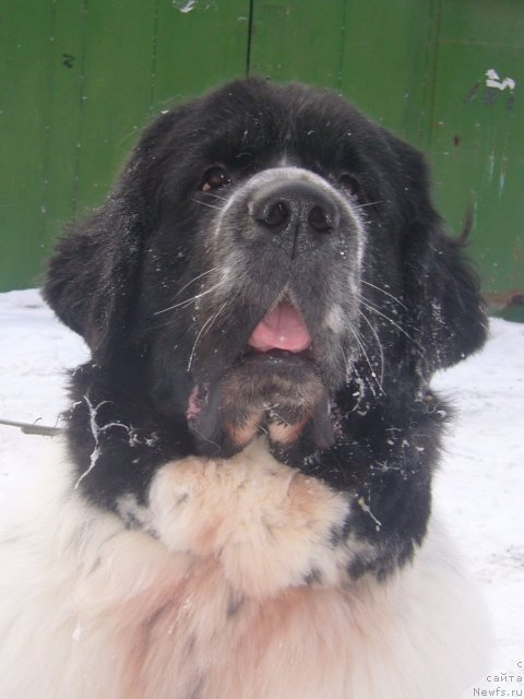 Фото: ньюфаундленд Black Diamond Agidel ot Potapa Triumf (Блэк Диамонд Агидель от Потапа Триумф)