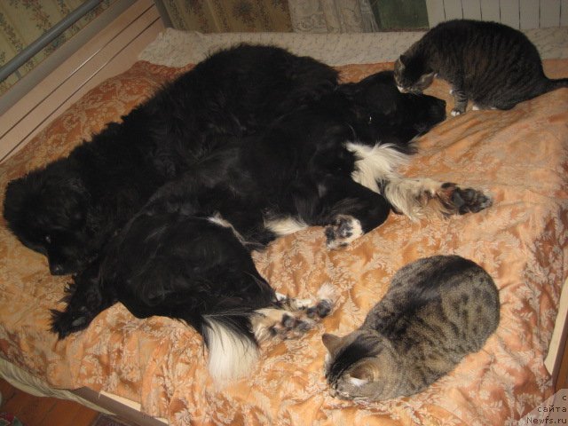 Фото: Тима, ньюфаундленд Super Bizon Gera (Супер Бизон Гера), и коты