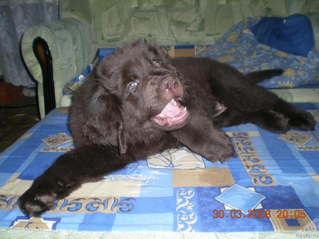 Фото: ньюфаундленд YAntarnaya YAshma Denvera (Янтарная Яшма Денвера)