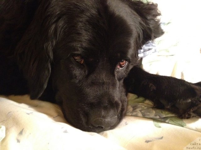 Фото: ньюфаундленд Bonni Flayt (Бонни Флайт)